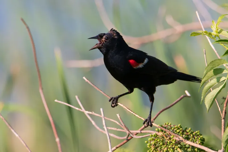 Haircut, red-winged blackbird, Horicon Marsh. 2019.